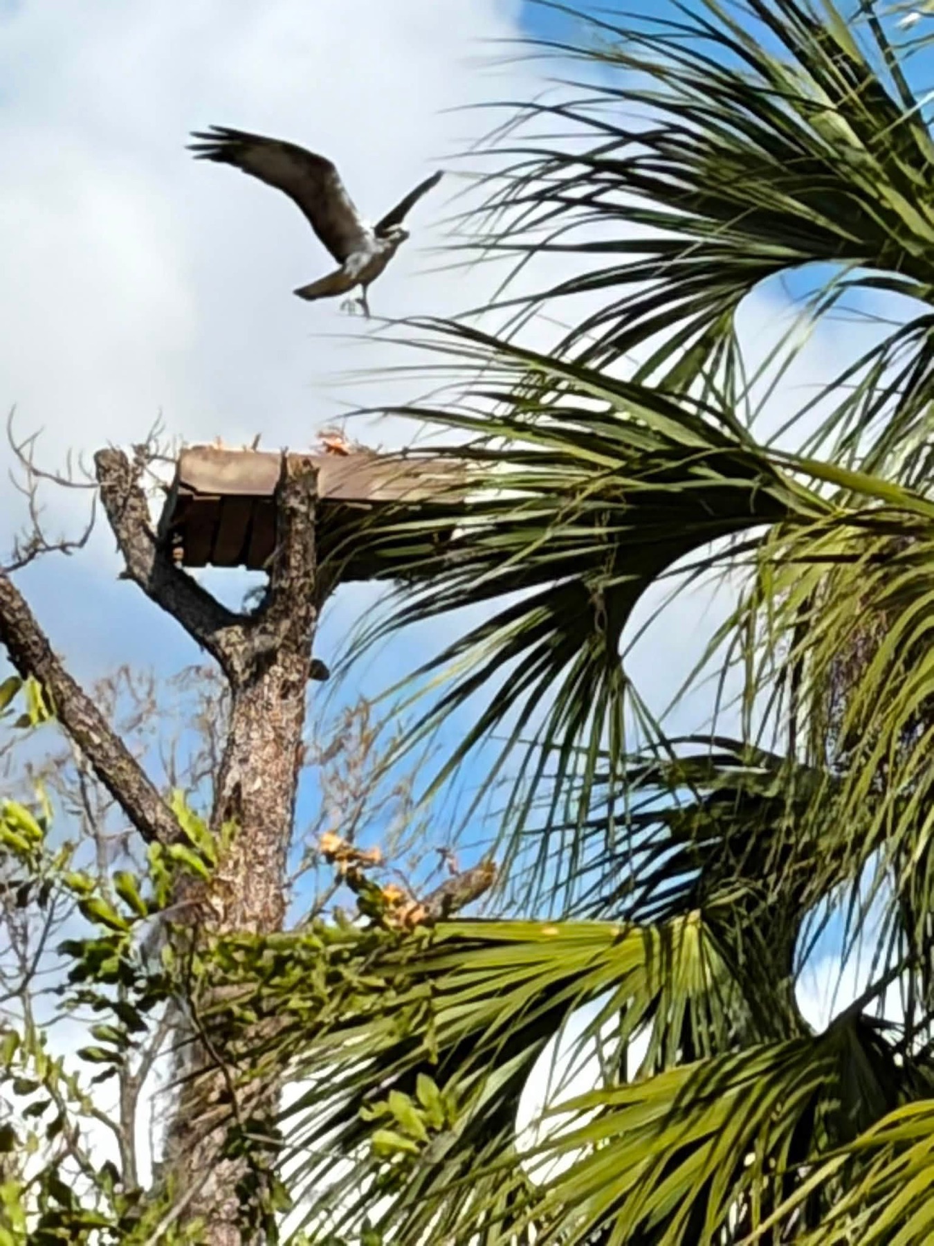 Live camera view